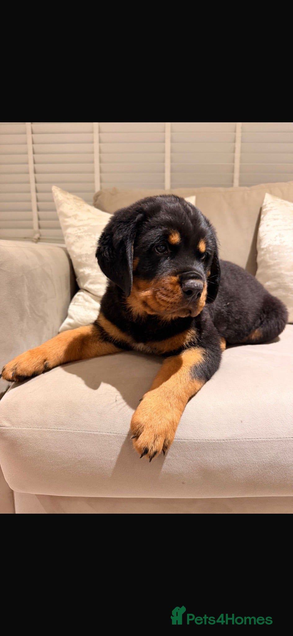 Rottweiler dogs OUTSTANDING QUALITY GERMAN ROTTWEILER PUPPIES  - Advert 1