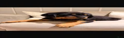 Rottweiler dogs for sale: OUTSTANDING QUALITY GERMAN ROTTWEILER PUPPIES  - Advert 3