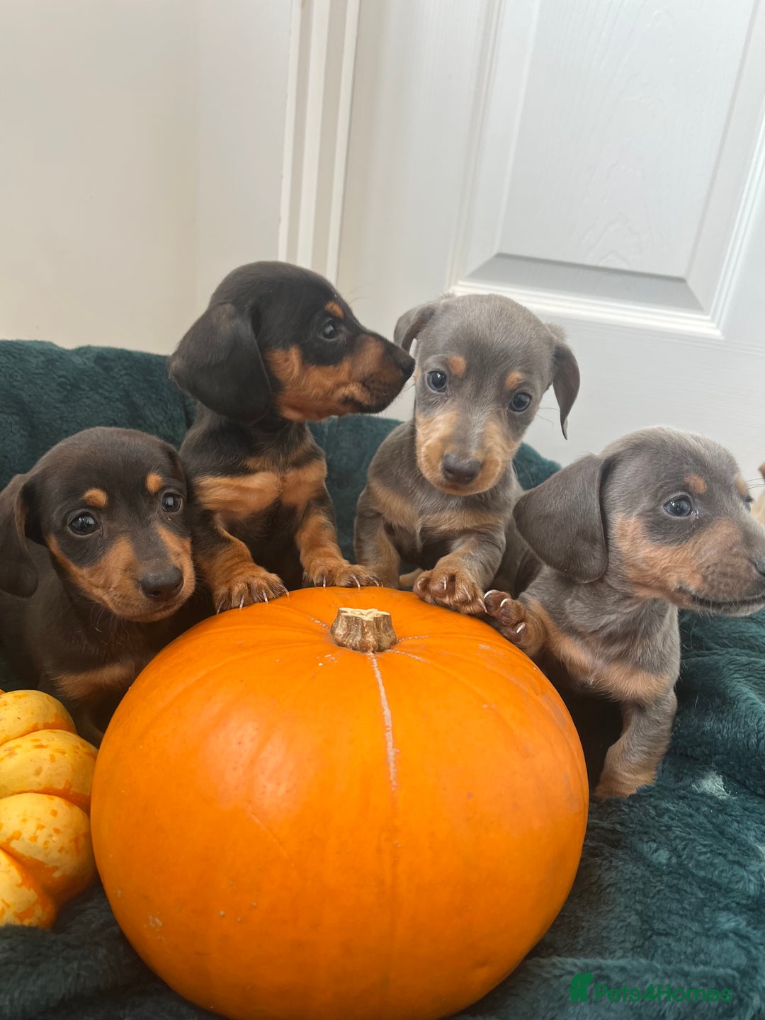 Dachshund dogs for sale: 6 beautiful dachshund puppies  - Image 10