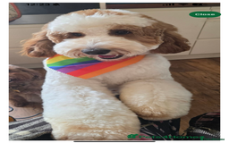 Australian Labradoodle dogs for sale: Pure Multigen Australian Labradoodle Puppies - Image 29