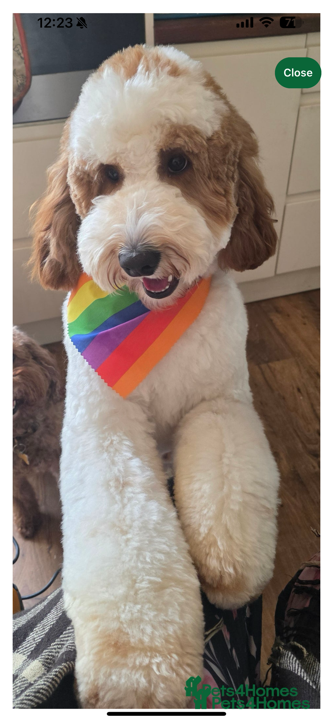 Australian Labradoodle dogs for sale: Pure Multigen Australian Labradoodle Puppies - Image 29
