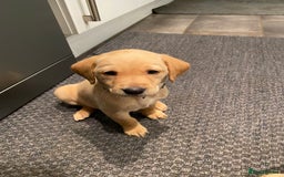 Labrador Retriever dogs for sale: Working Labrador Retriever puppies - Image 8