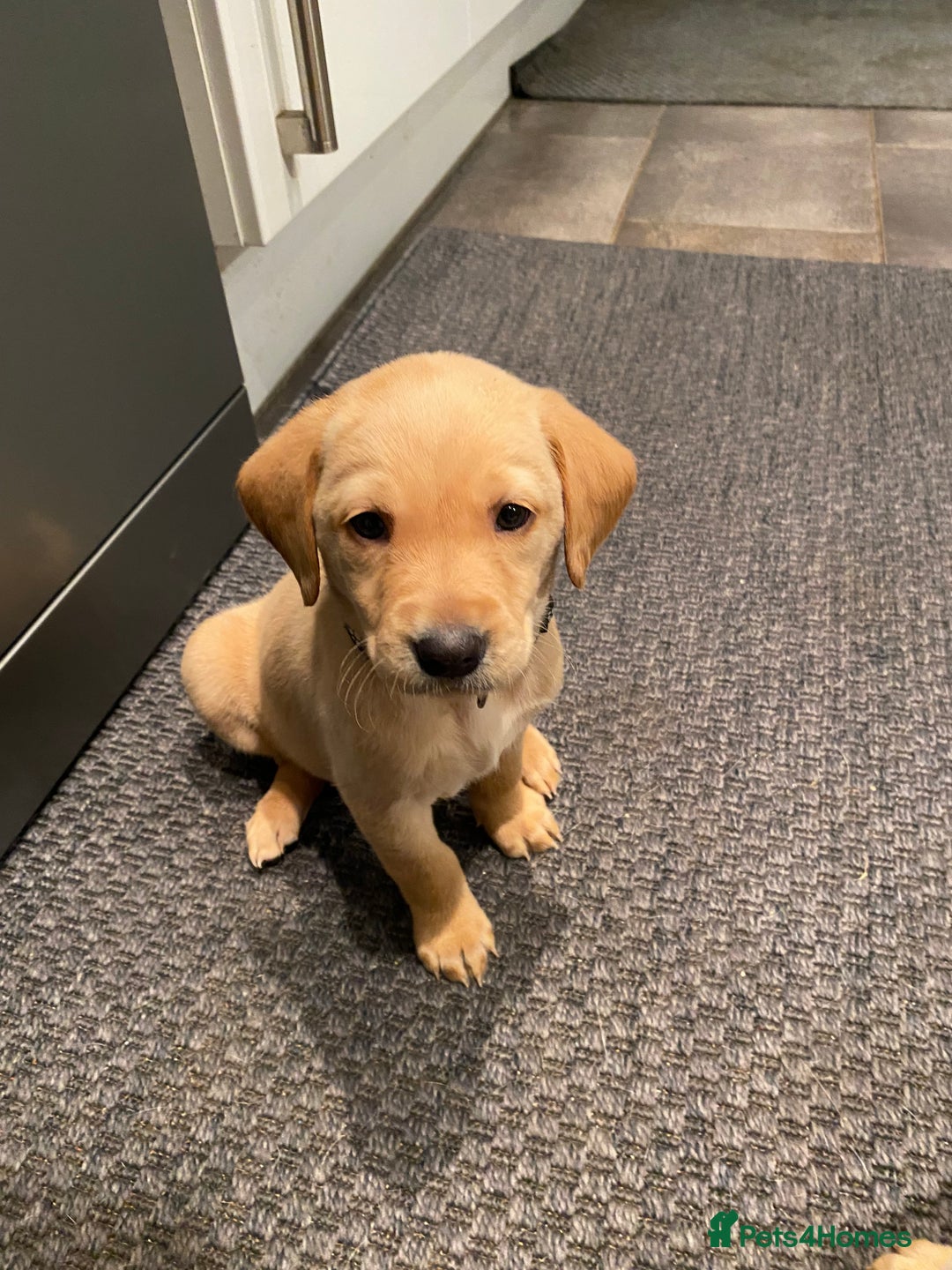 Labrador Retriever dogs for sale: Working Labrador Retriever puppies - Image 8