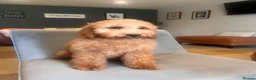 Mini Goldendoodle dogs for sale: Ready Now! Mini Irishdoodle health tested parents  - Advert 5