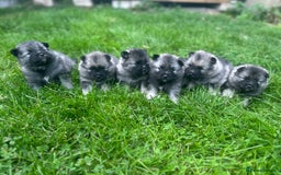 Keeshond dogs for sale: One female available  - Image 11