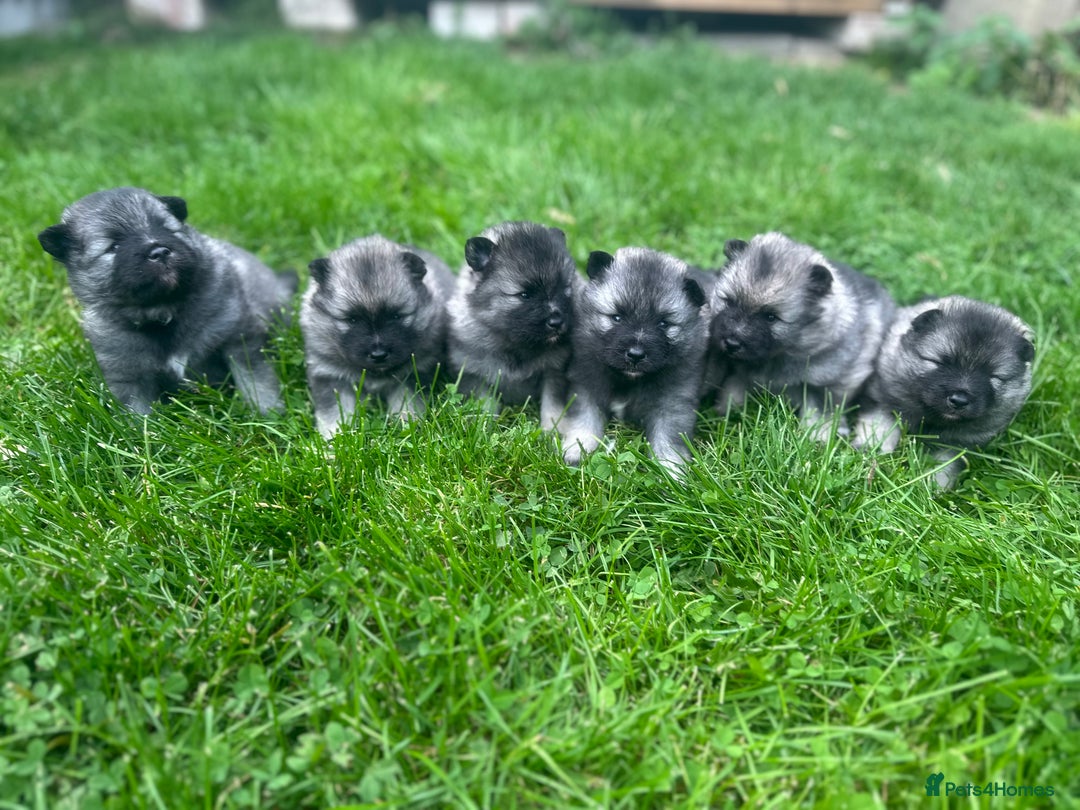 Keeshond dogs for sale: One female available  - Image 11