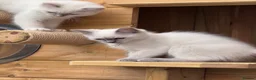 Ragdoll cats for sale: 🐾GCCF registered Blue and Lilac kittens🐾 - Advert 19