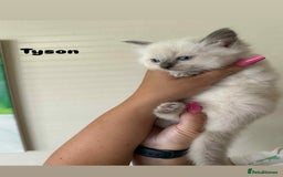 Ragdoll cats for sale: Pure breed ragdolls . Ready to leave SOON  - Image 23
