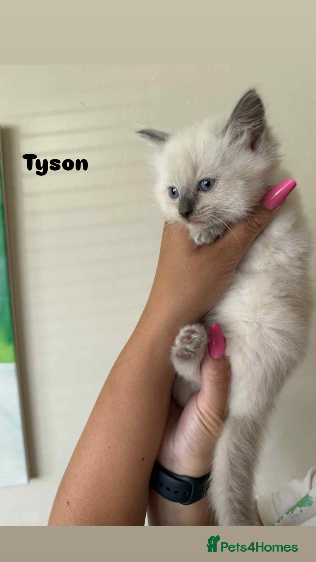 Ragdoll cats for sale: Pure breed ragdolls . Ready to leave SOON  - Image 23
