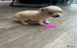 Chihuahua dogs for sale: Beautiful short hair chihuahua  - Advert 2