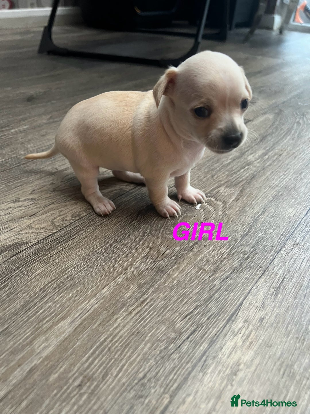 Chihuahua dogs for sale: Beautiful short hair chihuahua  - Advert 2