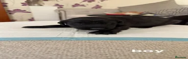 Flat coated Retriever Puppy 4