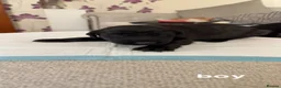 Flat coated Retriever dogs for sale: KC registered flat coated retriever puppies  - Advert 11
