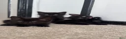 Mixed Breed cats for sale: Black Kittens 1 male 1 female  - Advert 1
