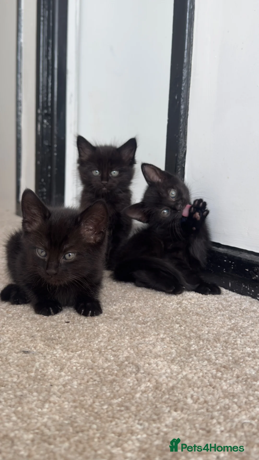 Mixed Breed cats for sale: Black Kittens 1 male 1 female  - Advert 1