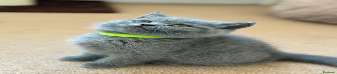 British Shorthair Kitten Neon