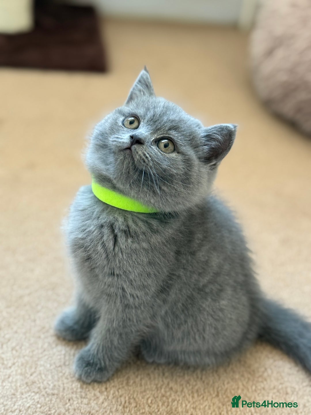British Shorthair cats for sale: 🐾 British Shorthair Kittens – 8 Weeks Old  - Image 4