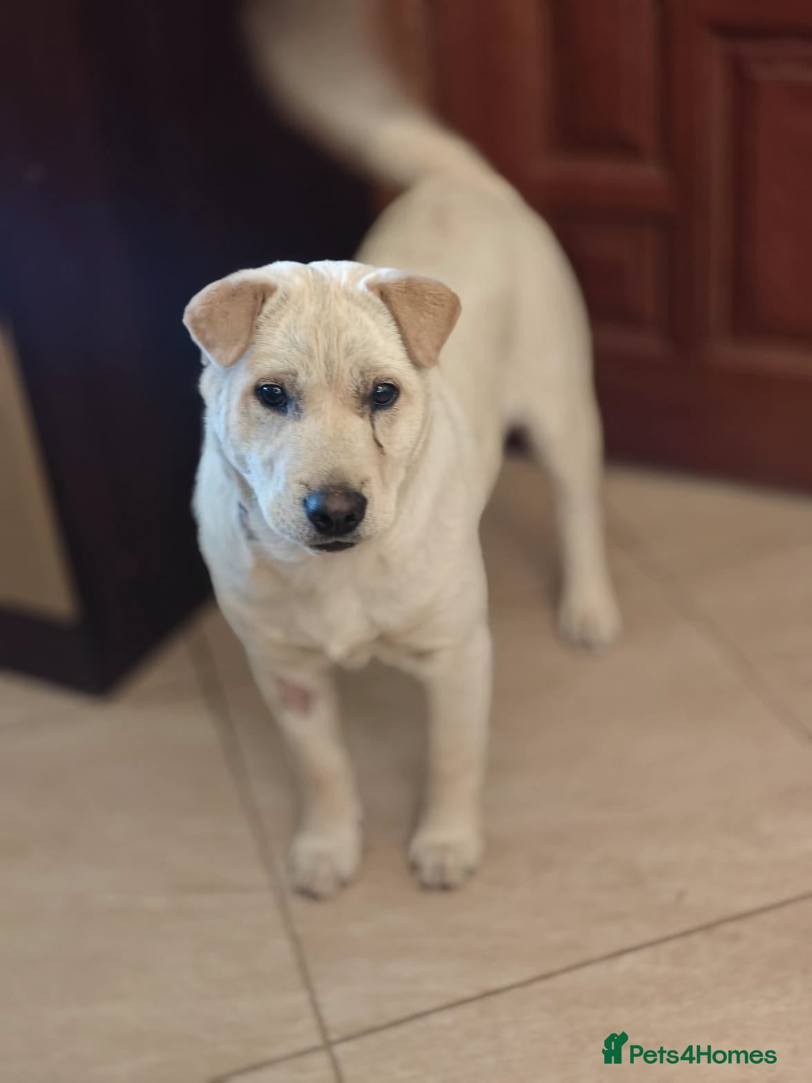 Mixed Breed dogs ❤️🐶 LAIMA – TOO SMART AND WELL BALANCED - Advert 2
