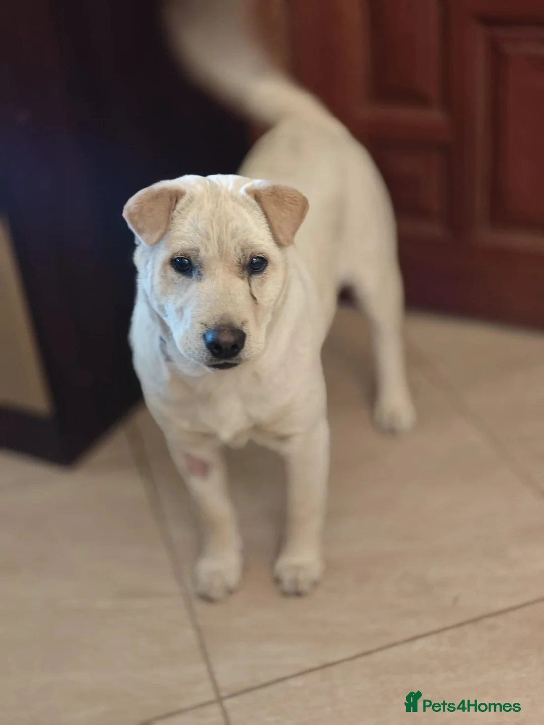 Mixed Breed dogs for adoption: ❤️🐶 LAIMA – TOO SMART AND WELL BALANCED in Burton-on-Trent - Advert 1