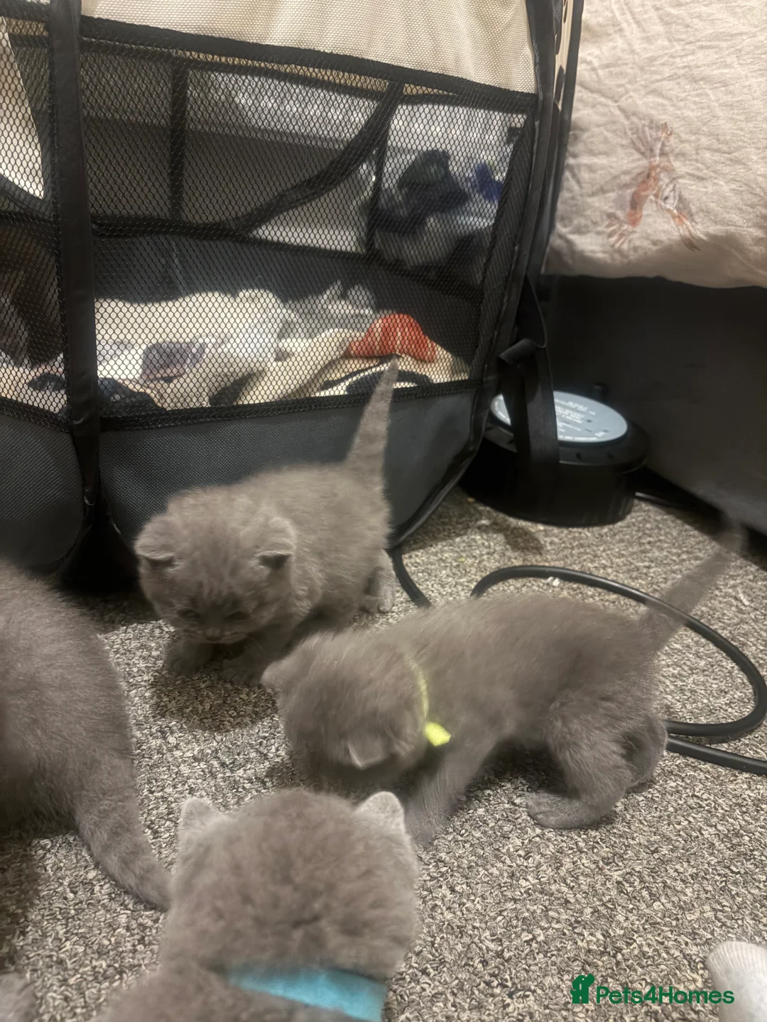 British Shorthair cats for sale: 5 Blue British shorthair kittens  - Advert 1