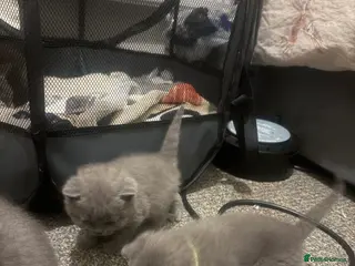 British Shorthair cats 5 Blue British shorthair kittens - Advert 3