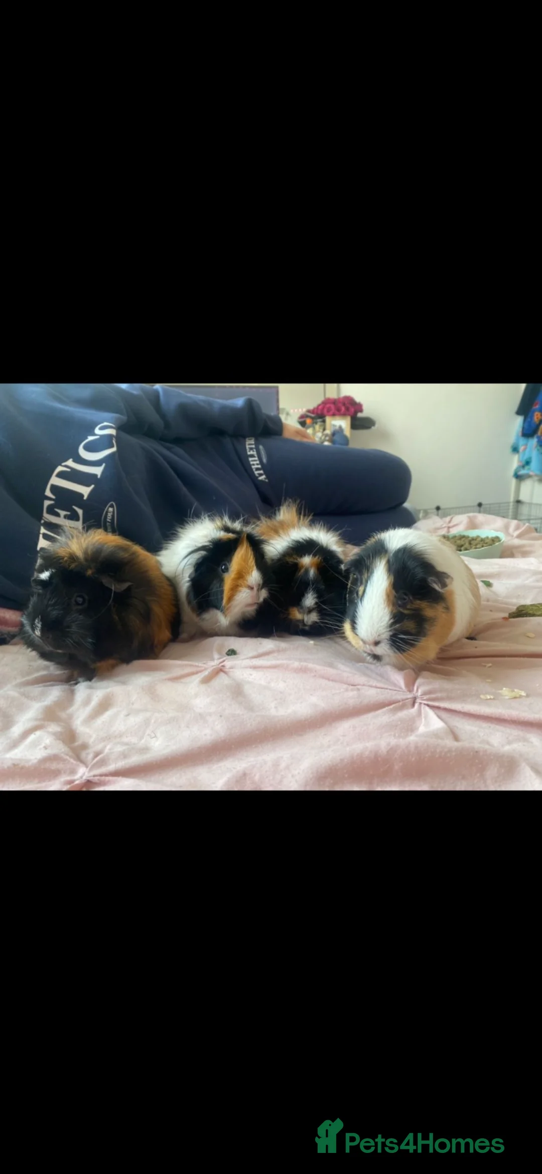 Guinea Pig rodents for sale: 4 sows  - Advert 1