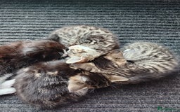 Abyssinian cats for sale: Cats..  - Image 2