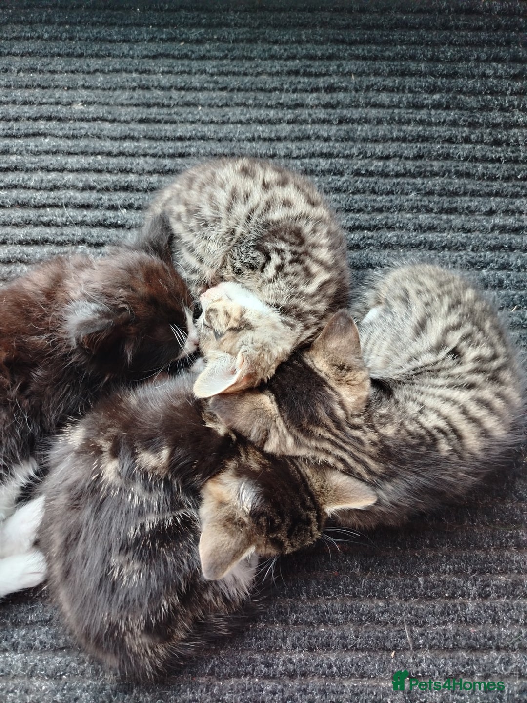 Abyssinian cats for sale: Cats..  - Image 2