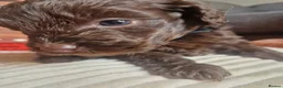 Cockapoo dogs for sale: 🐾💕 BEAUTIFUL COCKAPOOIES  💕🐾 - Advert 10