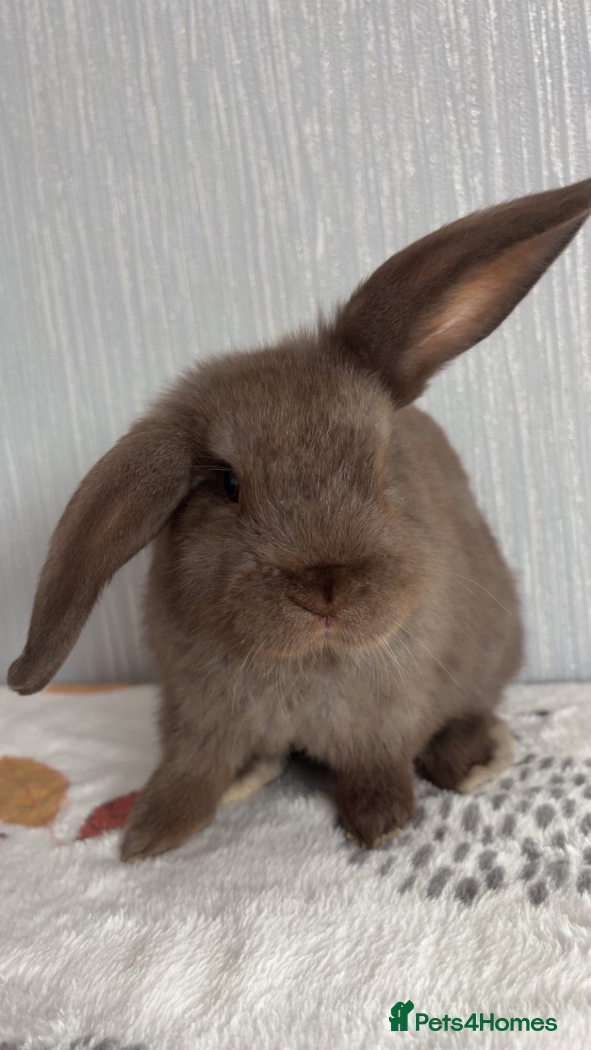 Mini Lop rabbits Chocolate mini lop buck ready now‼️ - Advert 1