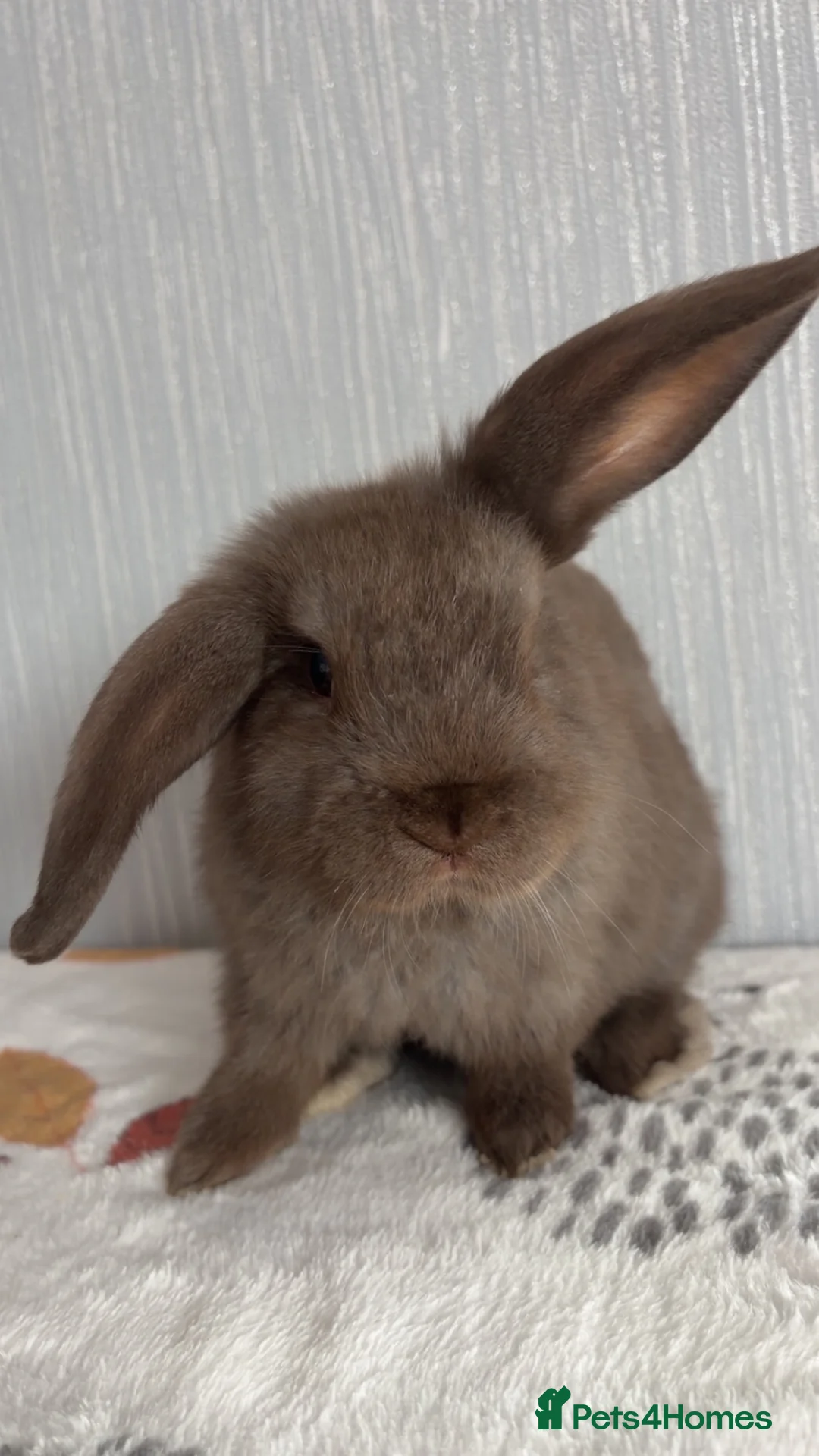 Mini Lop rabbits for sale: Chocolate mini lop buck ready now‼️ - Advert 1
