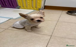 French Bulldog dogs for sale: French bulldogs  - Image 3