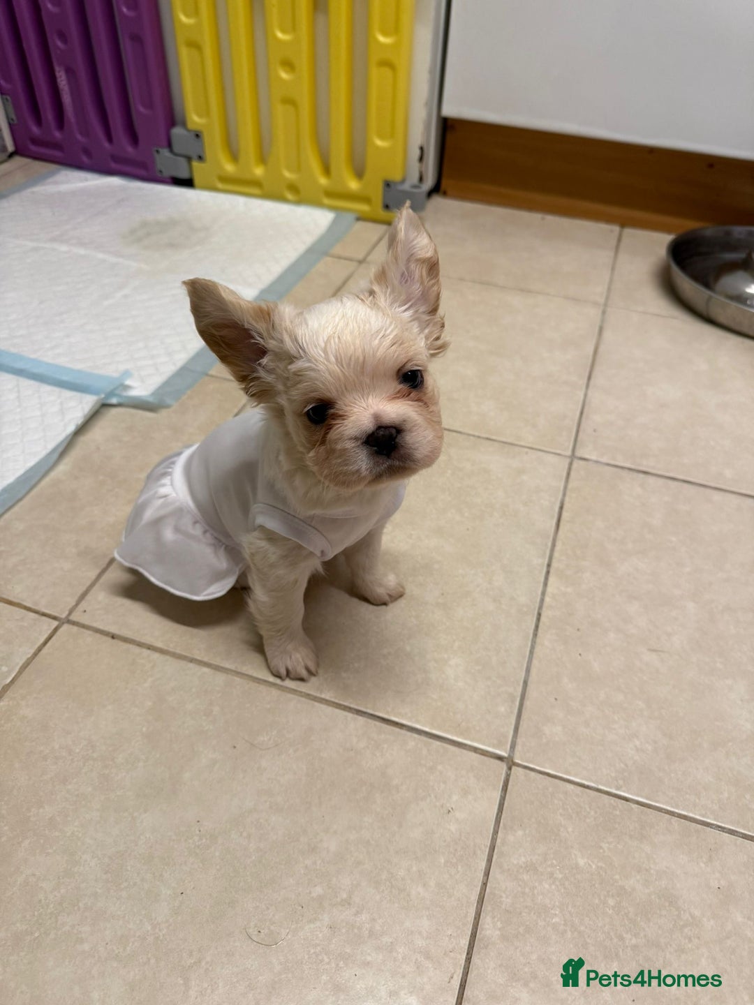 French Bulldog dogs for sale: French bulldogs  - Image 3