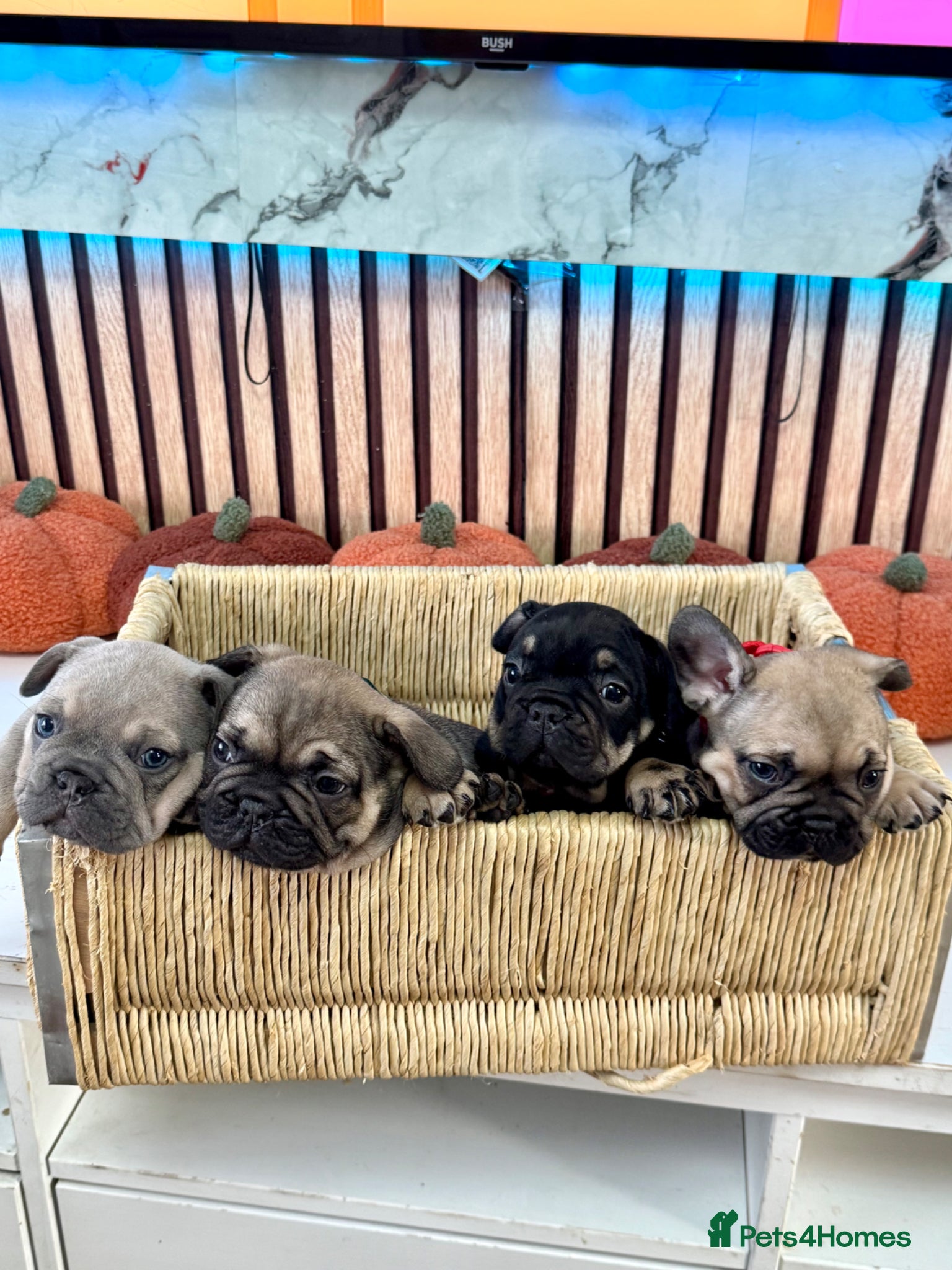 French Bulldog dogs Beautiful French Bulldog litter - Advert 1