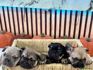 French Bulldog dogs Beautiful French Bulldog litter - Advert 1