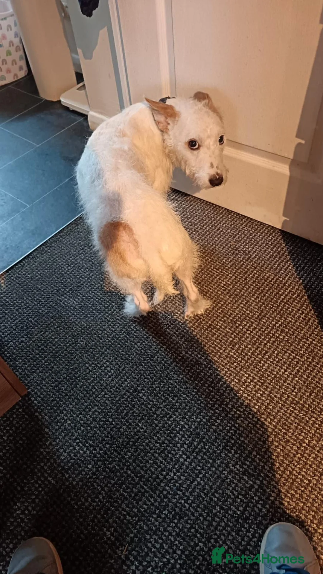 Mixed Breed dogs for sale: Oscar  in Clacton-on-Sea - Advert 2