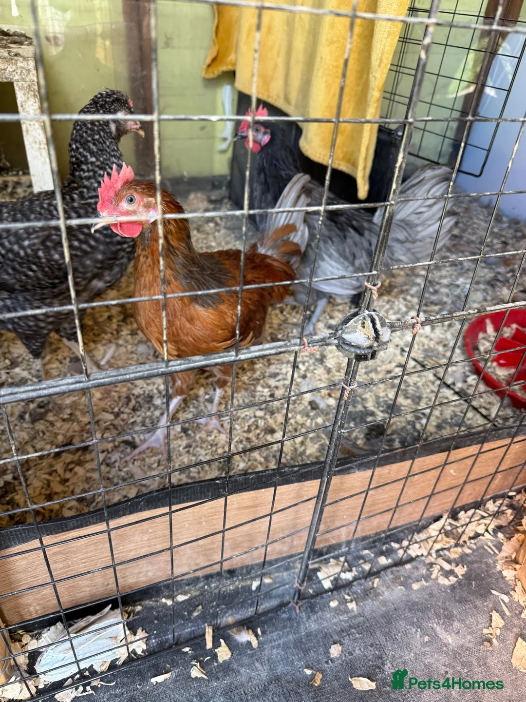Mixed Breed poultry for sale: Two roosters  - Advert 4
