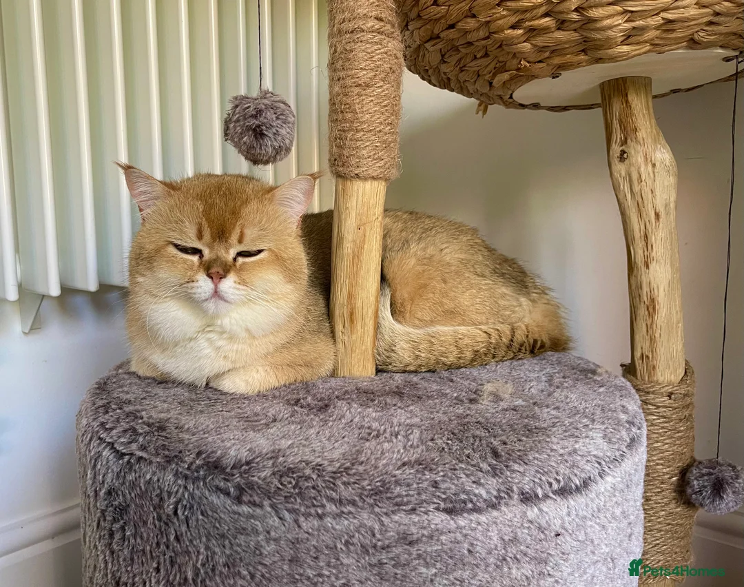 Scottish Fold cats for stud: NY12 GOLDEN CHINCHILLA SCOTTISH FOLD MALE FOR STUD - Advert 3