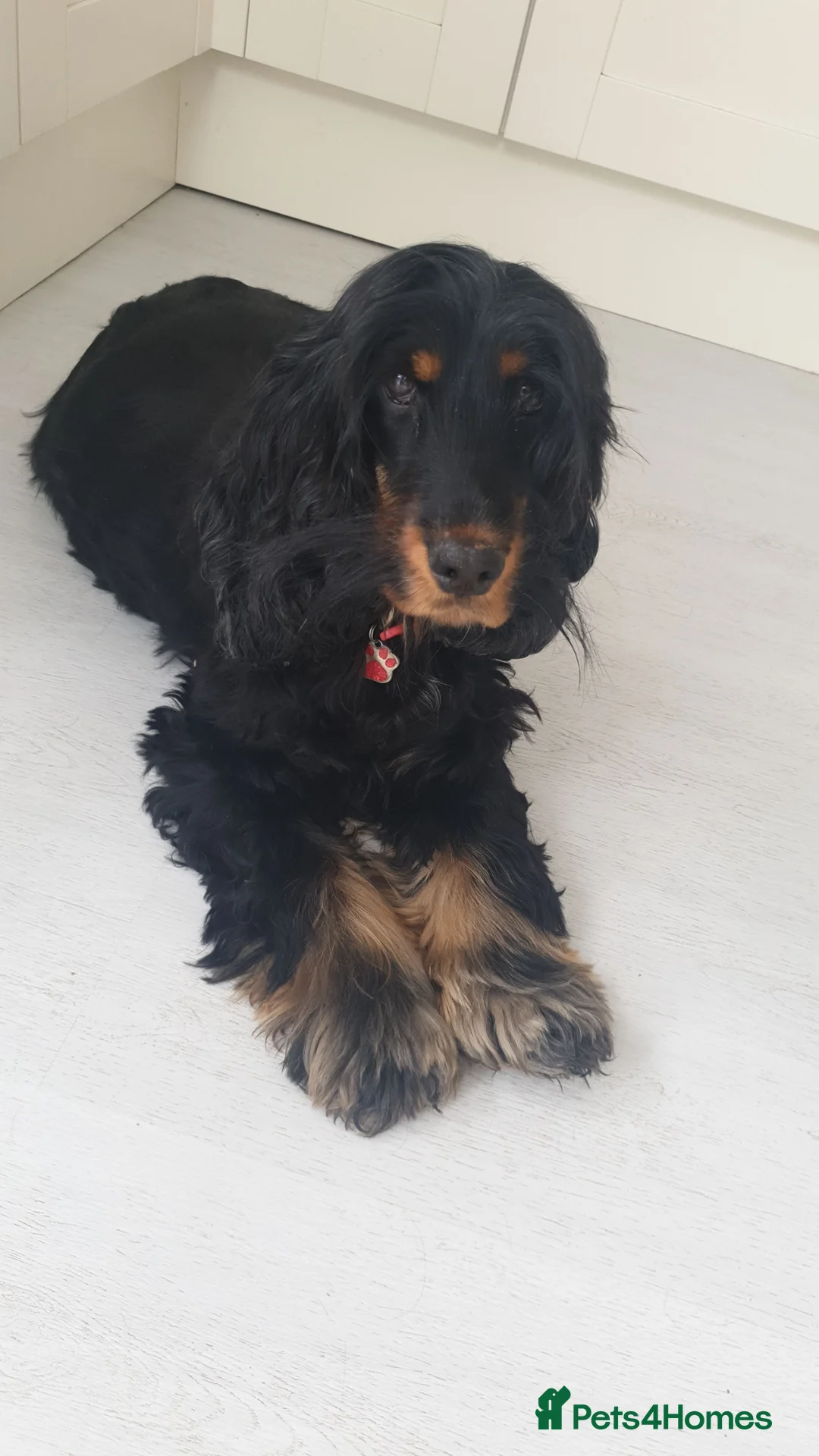 Miniature Poodle dogs for stud: Well PROVEN STUD Archie Minature Poodle  in Chard - Advert 23