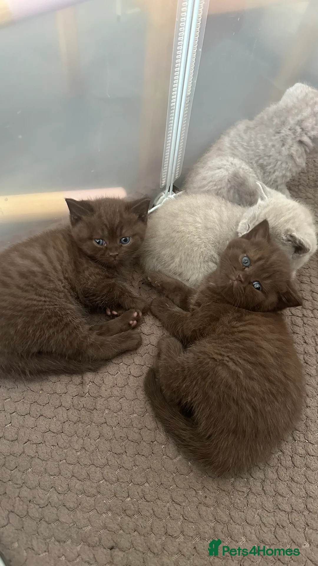British Shorthair cats for sale: 🍫Chocolate and Lilac TICA Reg British Shorthairs  - Advert 7