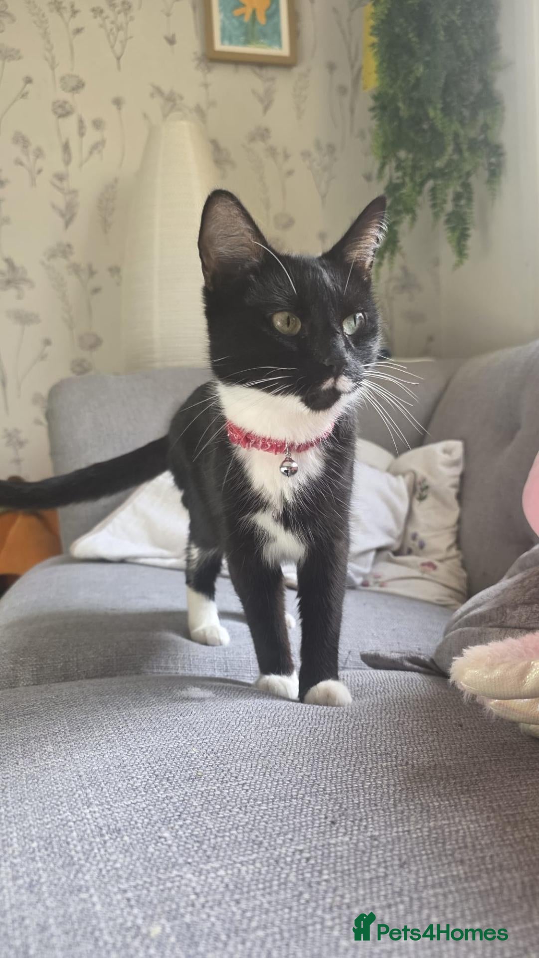 Mixed Breed cats 2 male kittens, 1 x B&W, 1 x Pure Black - Advert 2