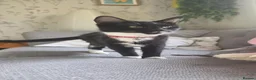 Mixed Breed cats for sale: 2 male kittens, 1 x B&W, 1 x Pure Black - Advert 1