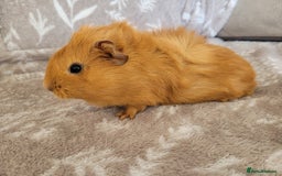 Guinea Pig rodents for sale: Baby boy guinea pigs  - Image 3