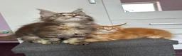 Maine Coon cats for sale: ✨5 Gorgeous GCCF Pure Bred MC kittens  in Burton-on-Trent - Advert 10