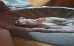 Russian Blue cats for sale: TICA Russian Blue Kittens Pedigree - Image 5