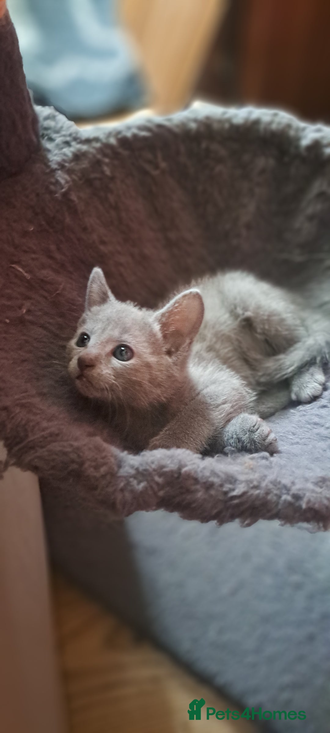 Russian Blue cats for sale: TICA Russian Blue Kittens Pedigree - Image 5