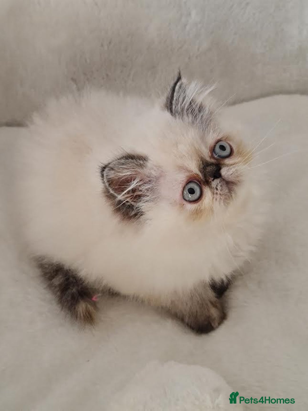 Persian cats for sale: Persian Kittens - Advert 10