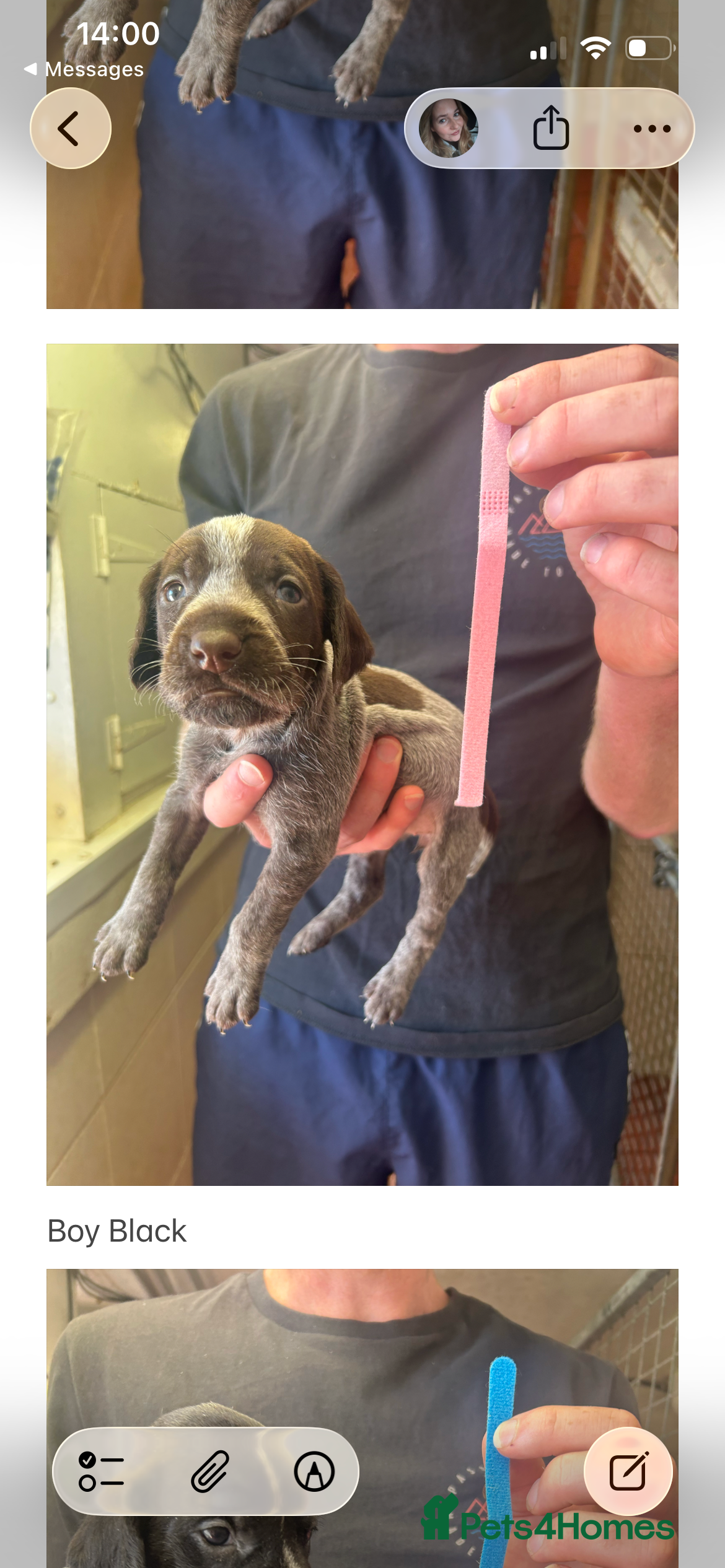 German Wirehaired Pointer dogs German wired haired pointer pups for sale  - Advert 2