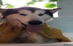 Alaskan Malamute dogs for sale: Giant Alaskan Malamute boy - Image 5
