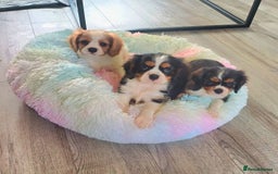 Cavalier King Charles Spaniel dogs for sale: Beautiful quality kc registered cavalier puppies  - Image 5